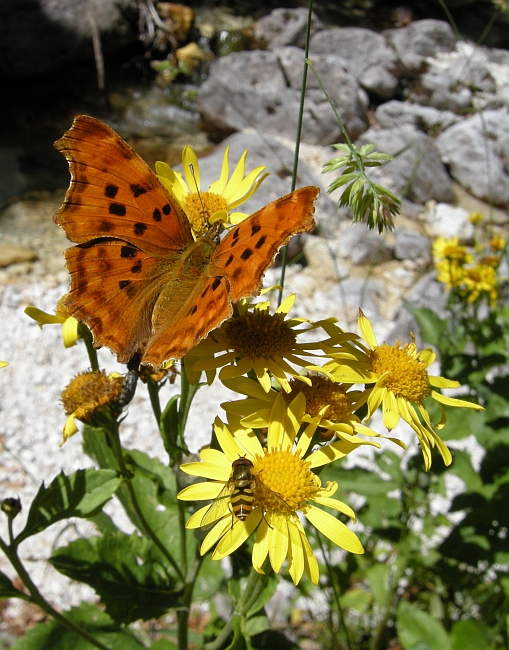 Polygonia c-album